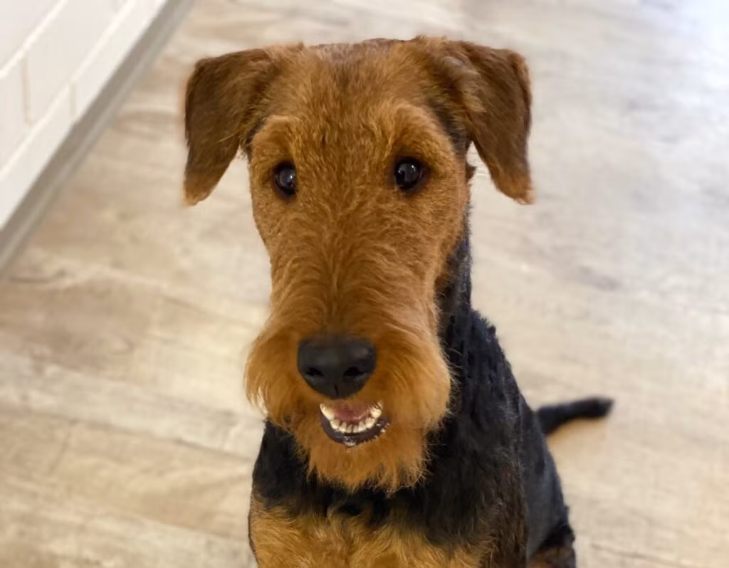 Portraitansicht eines getrimmten Airedale Terriers