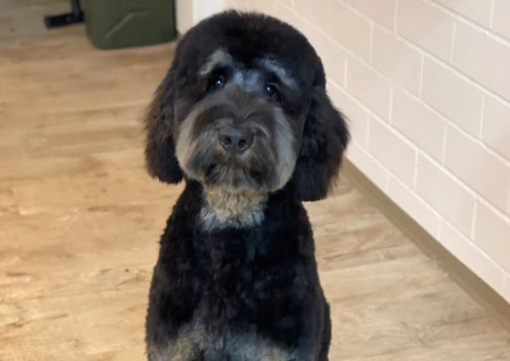 Hund geschnitten und geschoren
