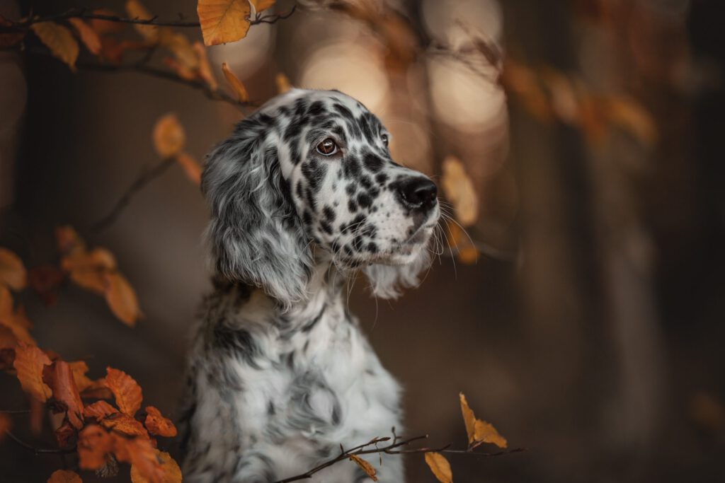 Portrait eines Hundes beim ersten Tag im Hundesalon