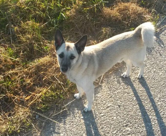 Hund auf Straße