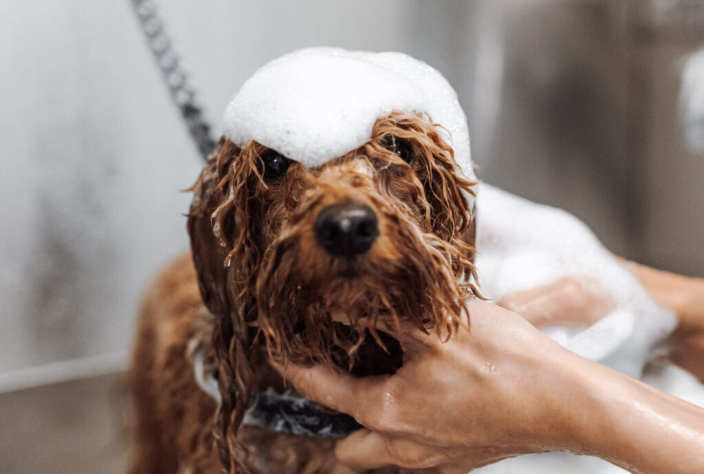 Sehr süßer Hund mit Shampoo auf dem Kopf beim Waschen im Hundesalon Mr. Bark